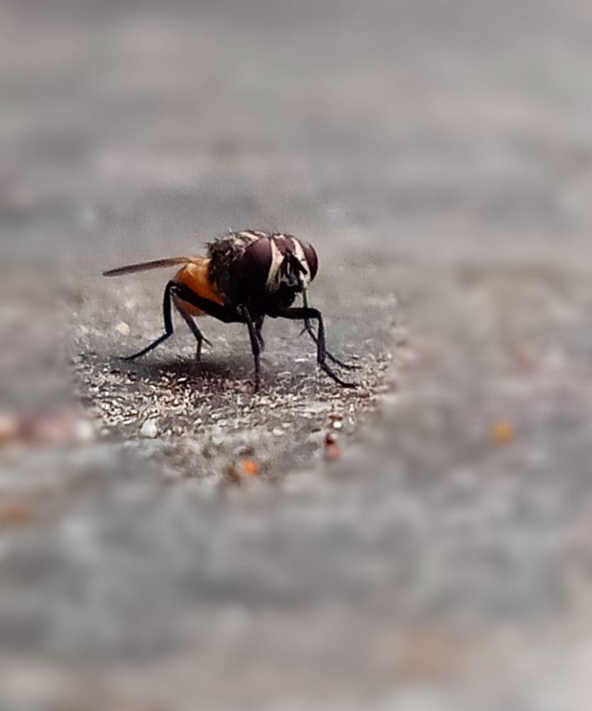 Photograph by suryamitra chaganti