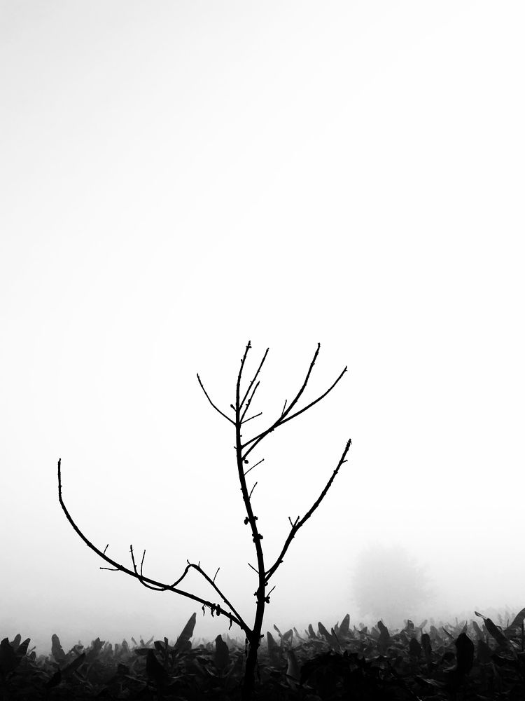 Photograph by shivani joshi