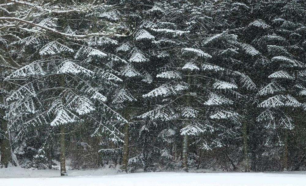 Photograph by jelena konickaja