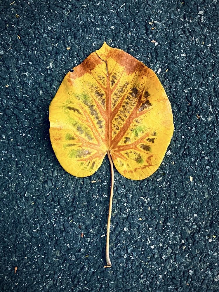 Photograph by Wang Li