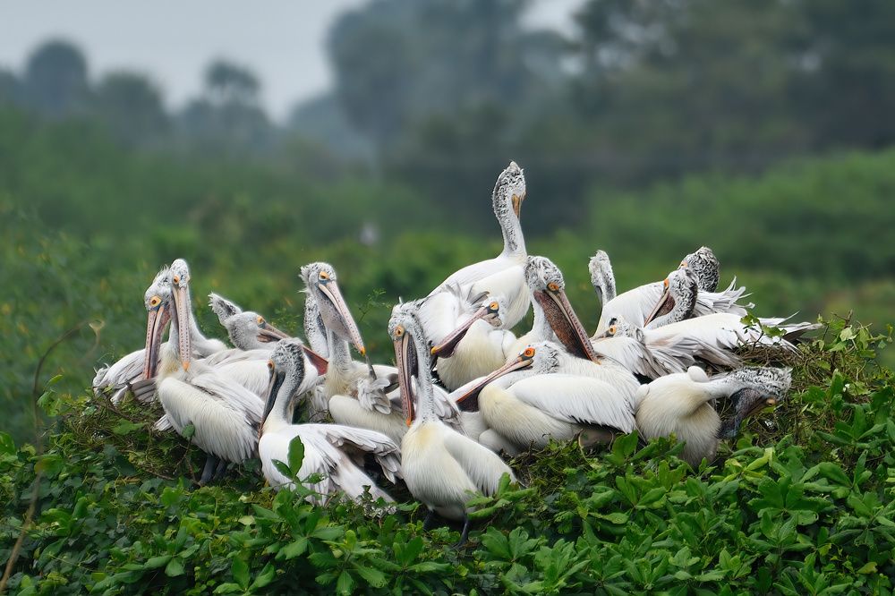 Photograph by Kadhiravan