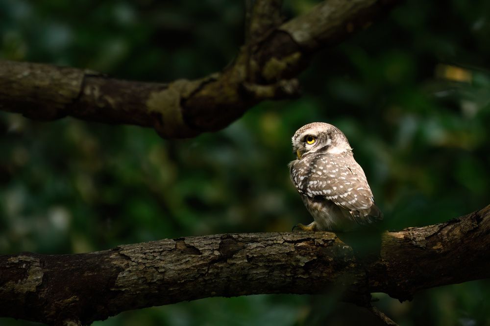 Photograph by Kadhiravan