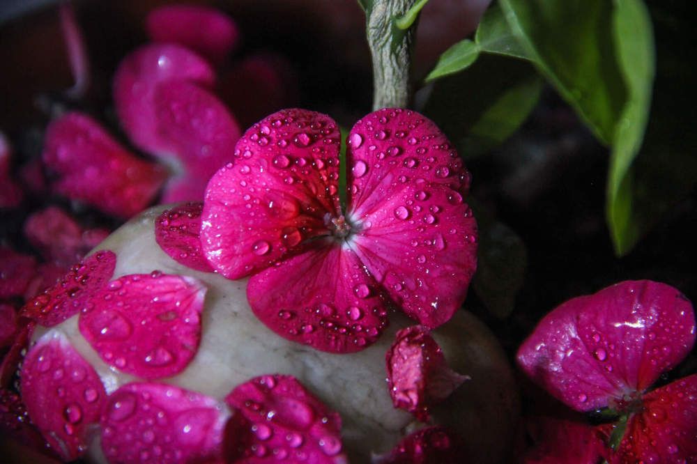 Photograph by Алина