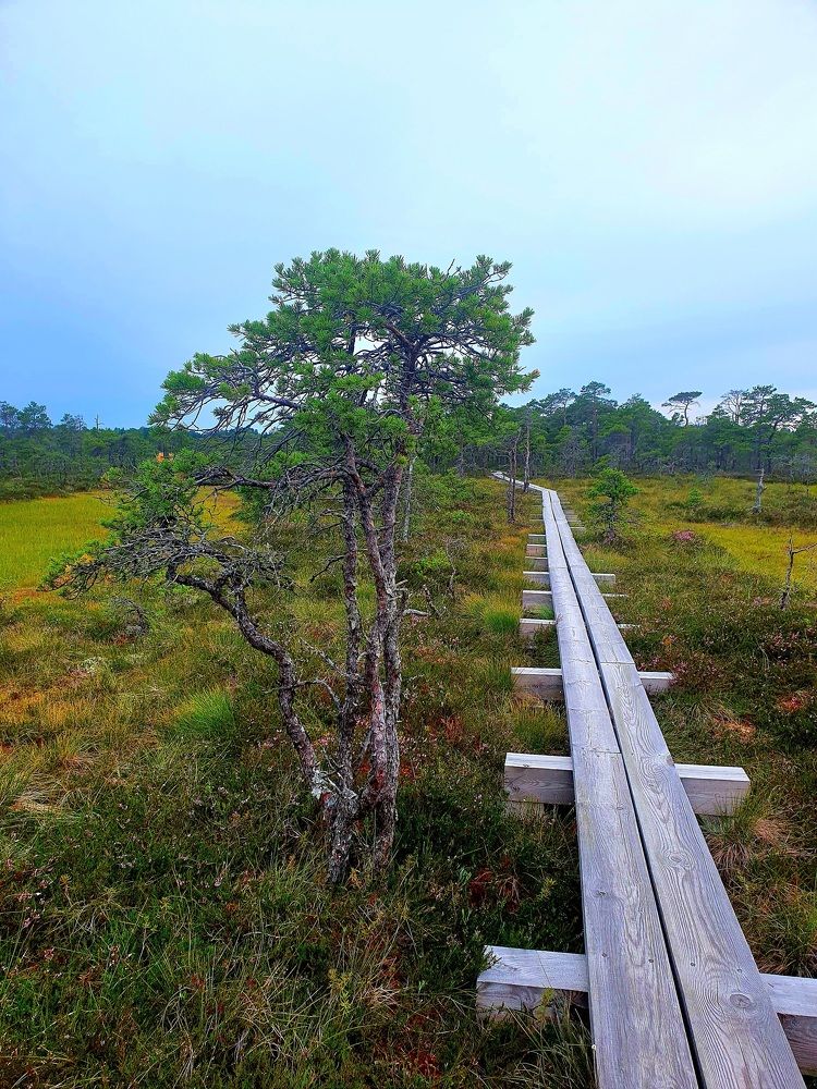 Photograph by Diana M