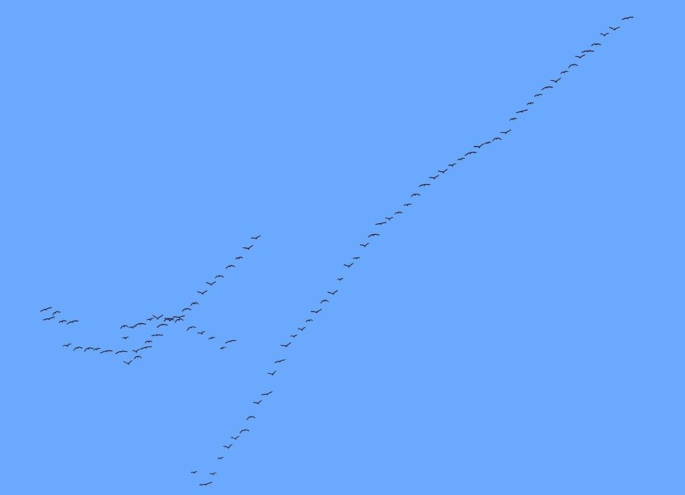 Летят   журавли .