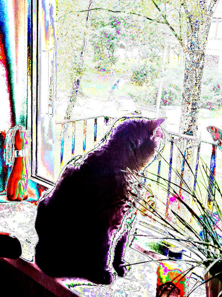 Кaспер -  котик