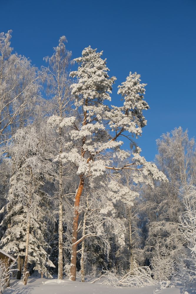 Photograph by Надежда
