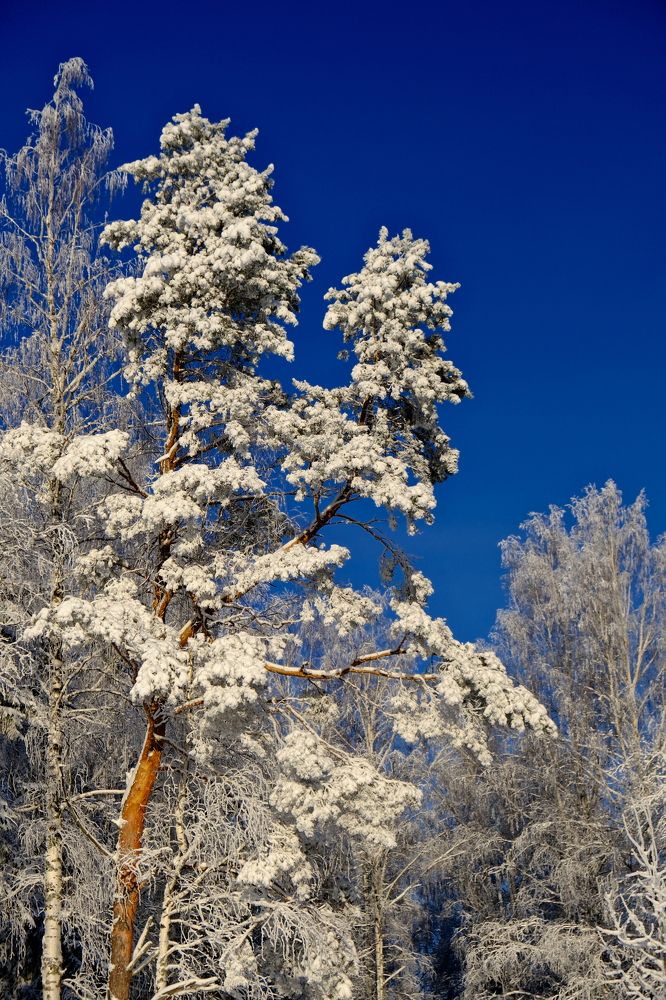 Photograph by Надежда