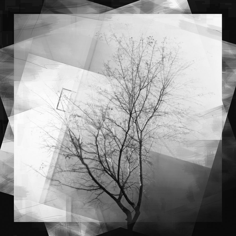 Осенний клён