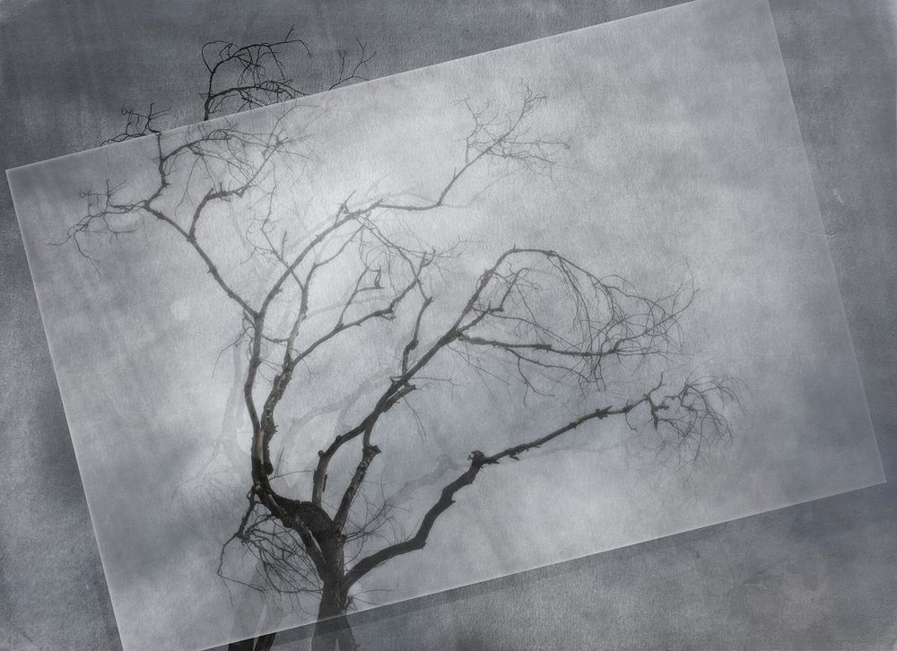 Старое дерево