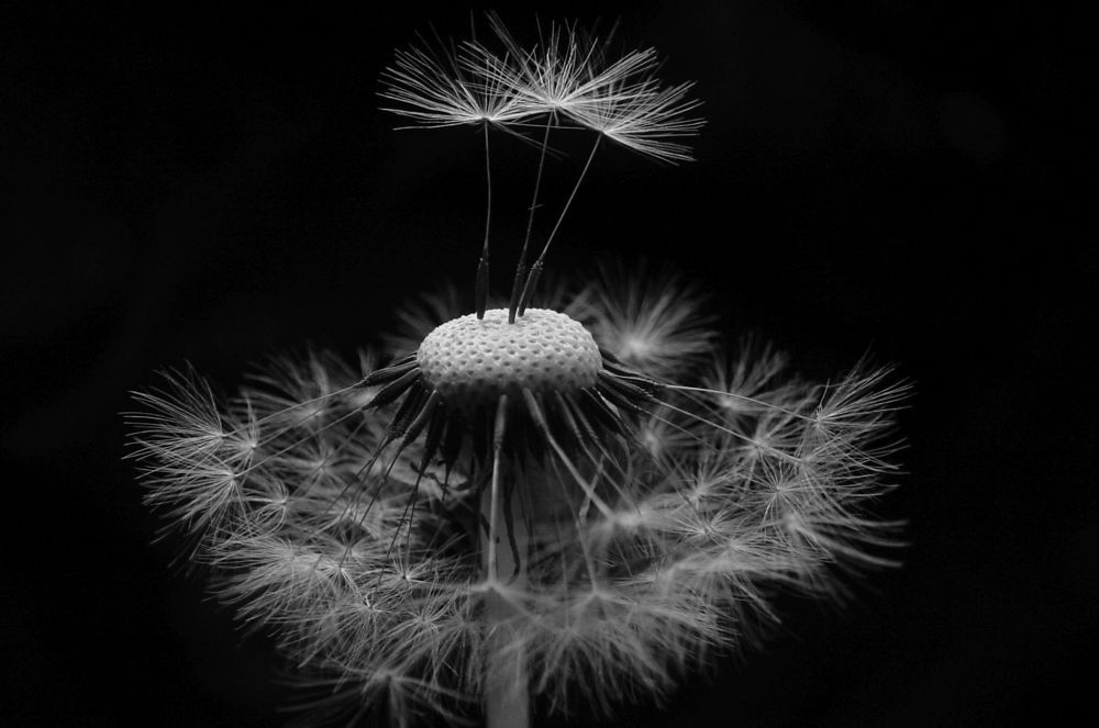 A volar...  // to fly...