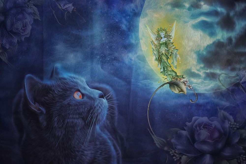 Лунный кот и  Королева Кошечек.
