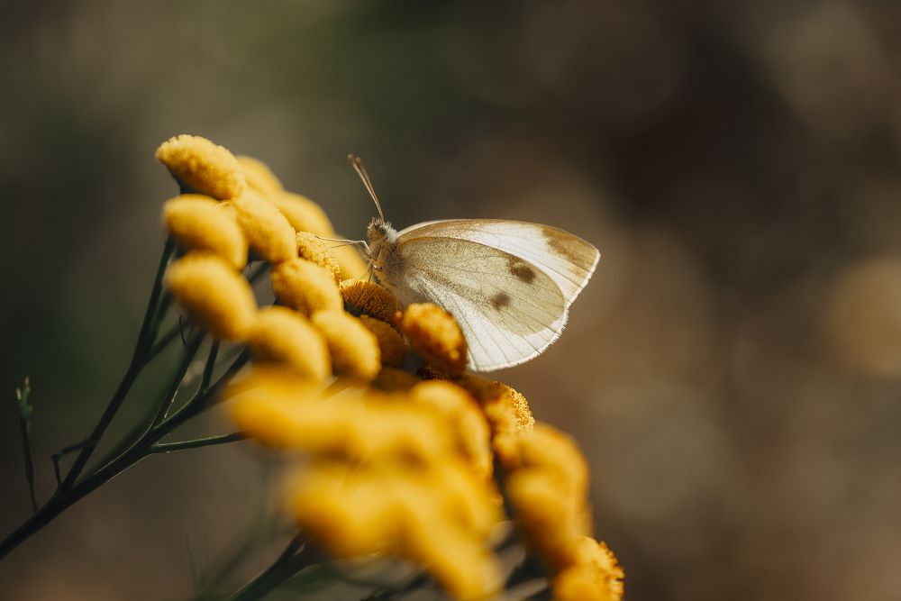 Photograph by Анна Бобкова