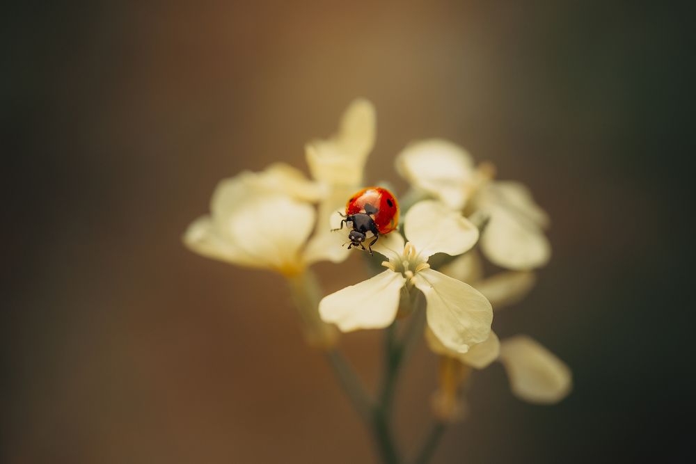 Photograph by Анна Бобкова