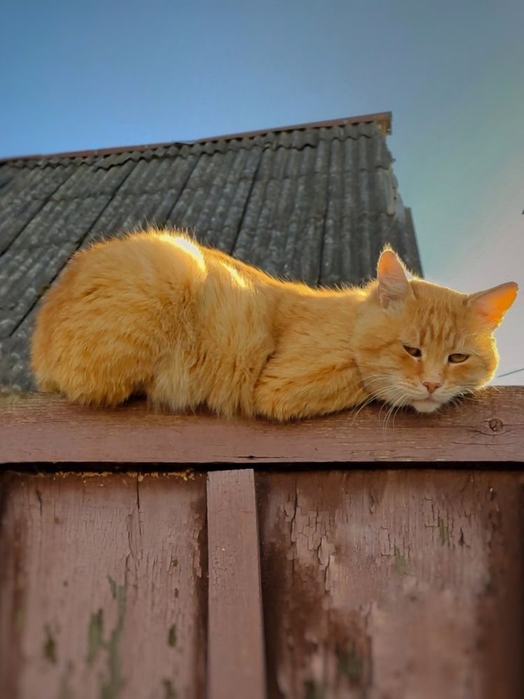 Photograph by Анастасия Кричевцова