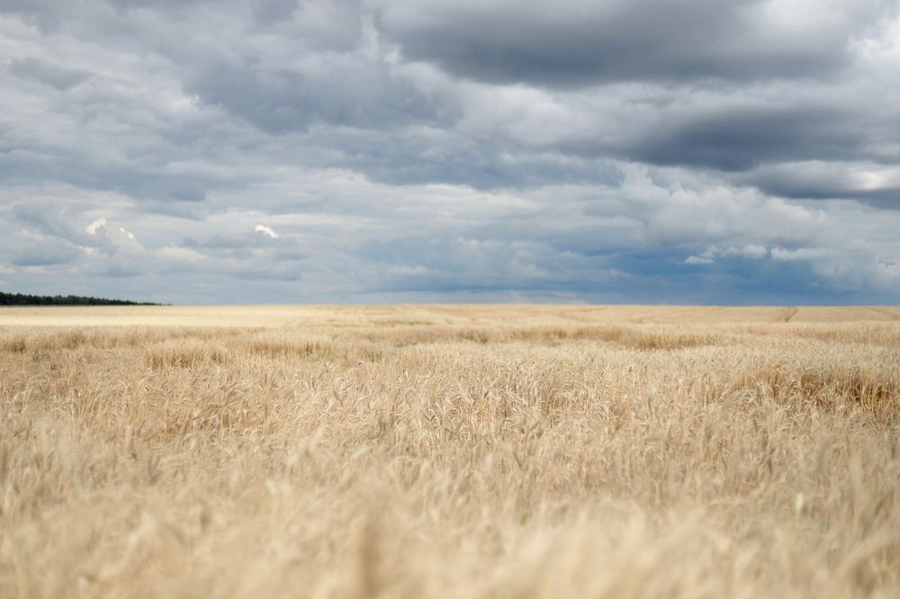 Русское поле