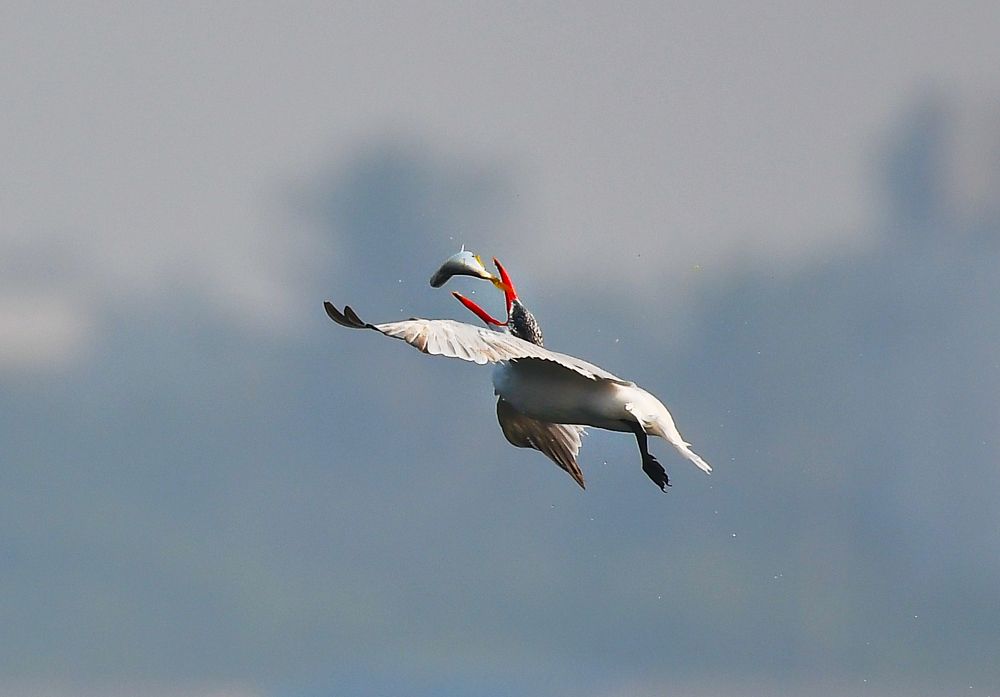 Caspian Tern ċatching Fish on Flight