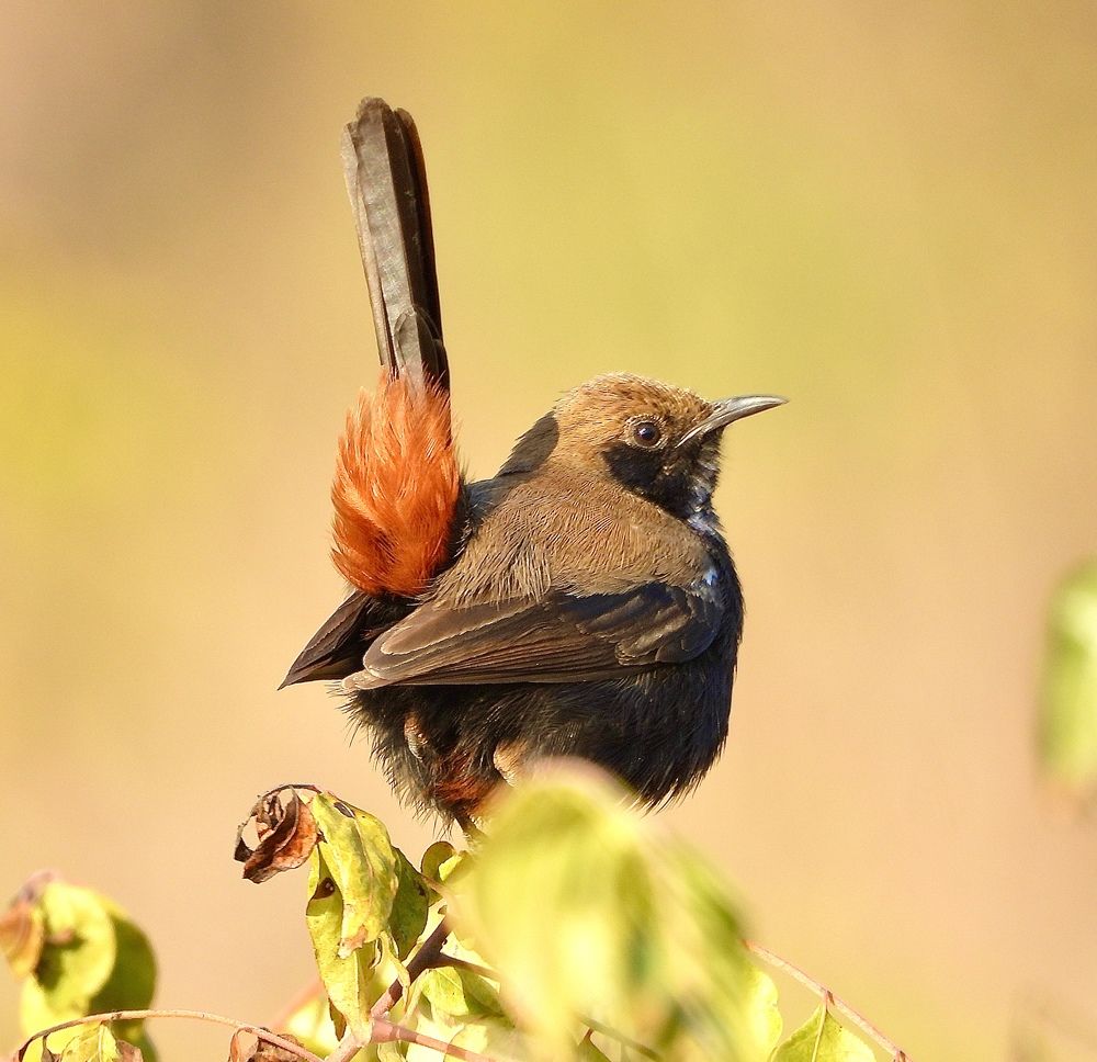 Photograph by Sankalp Rajvanshi