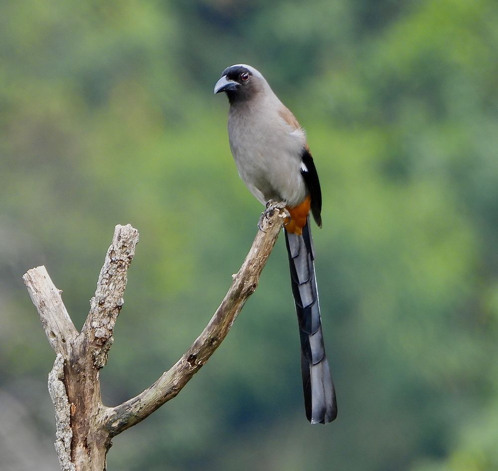 Grey treepie