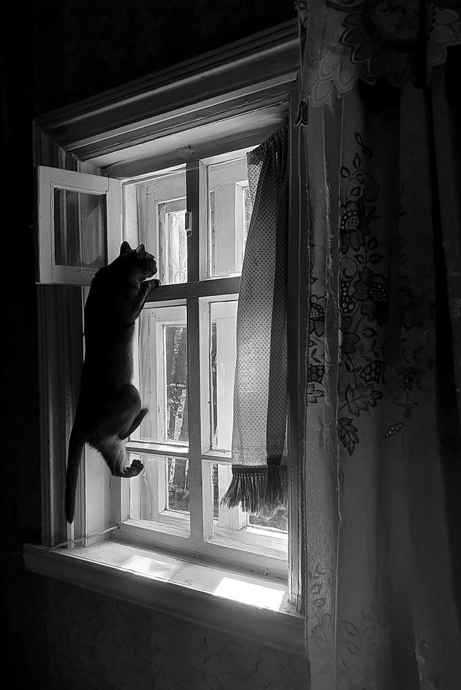 Фотография автора Надежда Лисицына