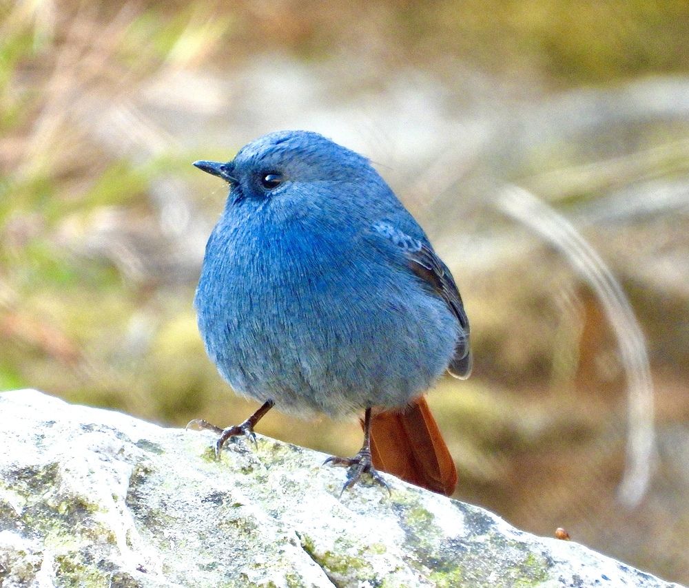 Photograph by Sankalp Rajvanshi