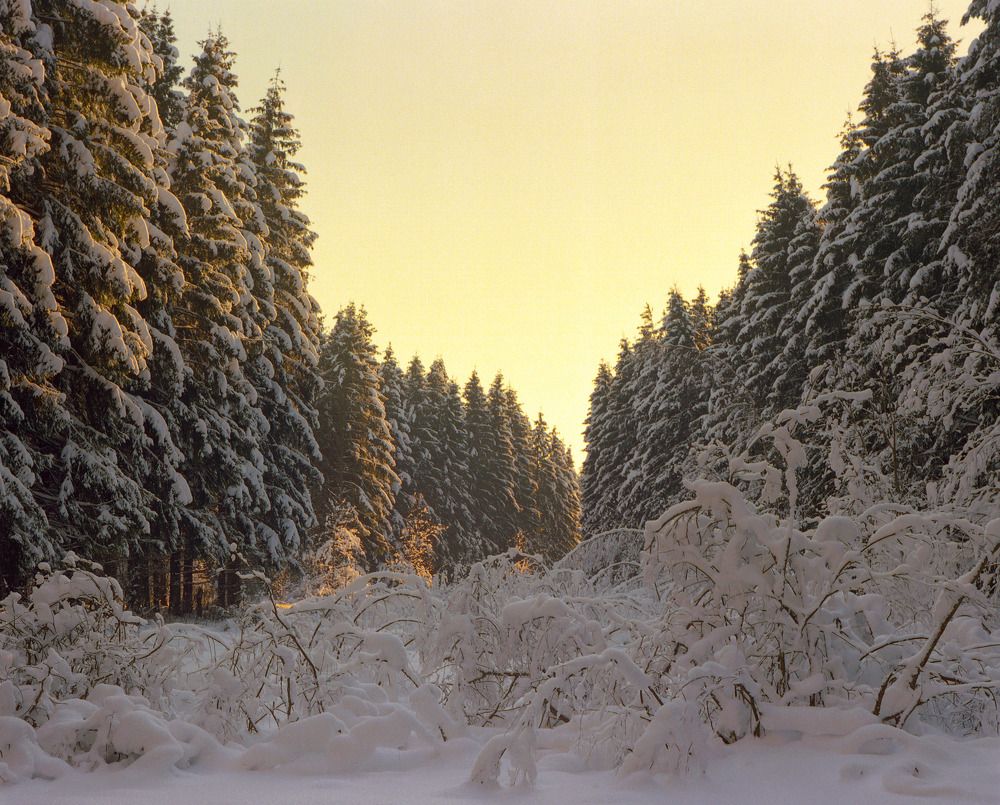 Вечерний лес
