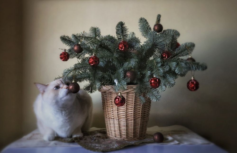 Photograph by Кира Бахвалова