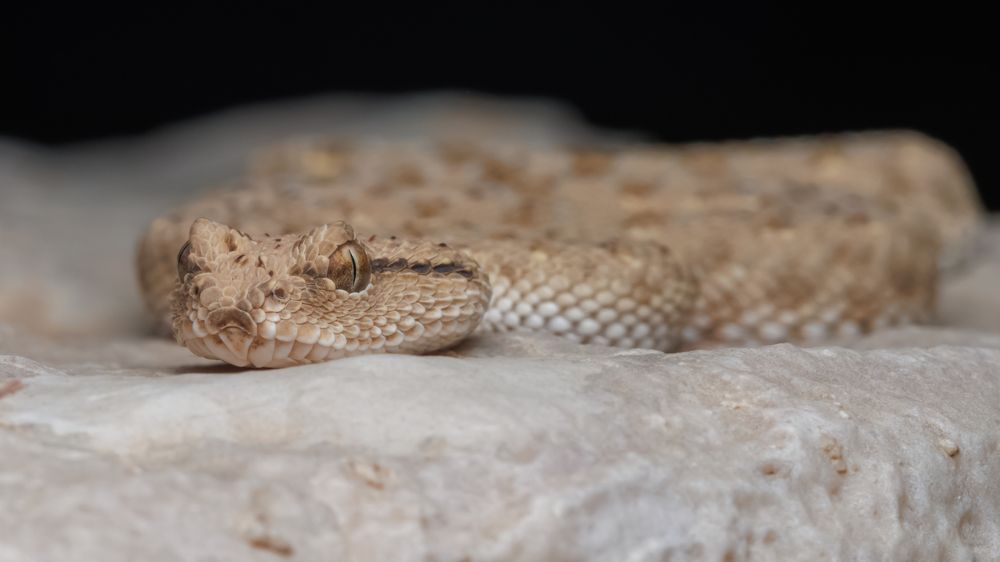 Фотография автора Rajath Sasidharan