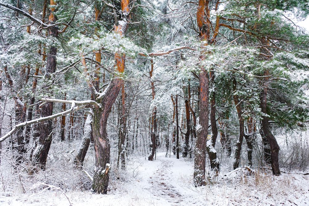 Photograph by Алла Никушкина