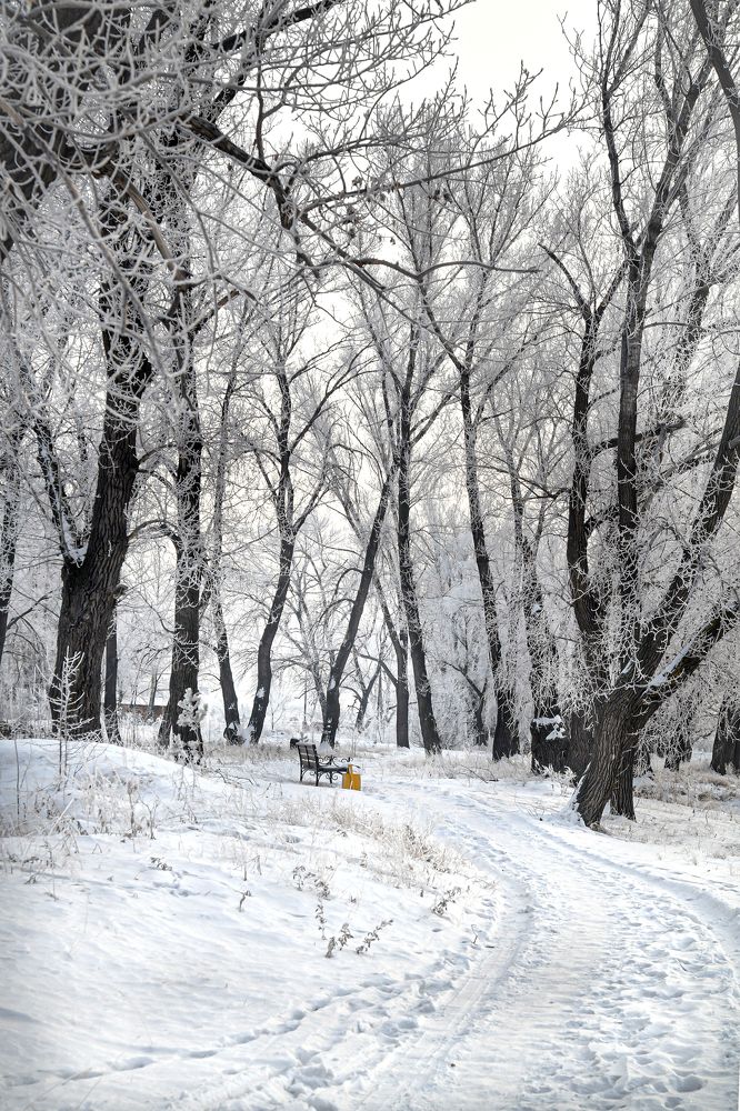 Фотография автора Светлана Воротынцева
