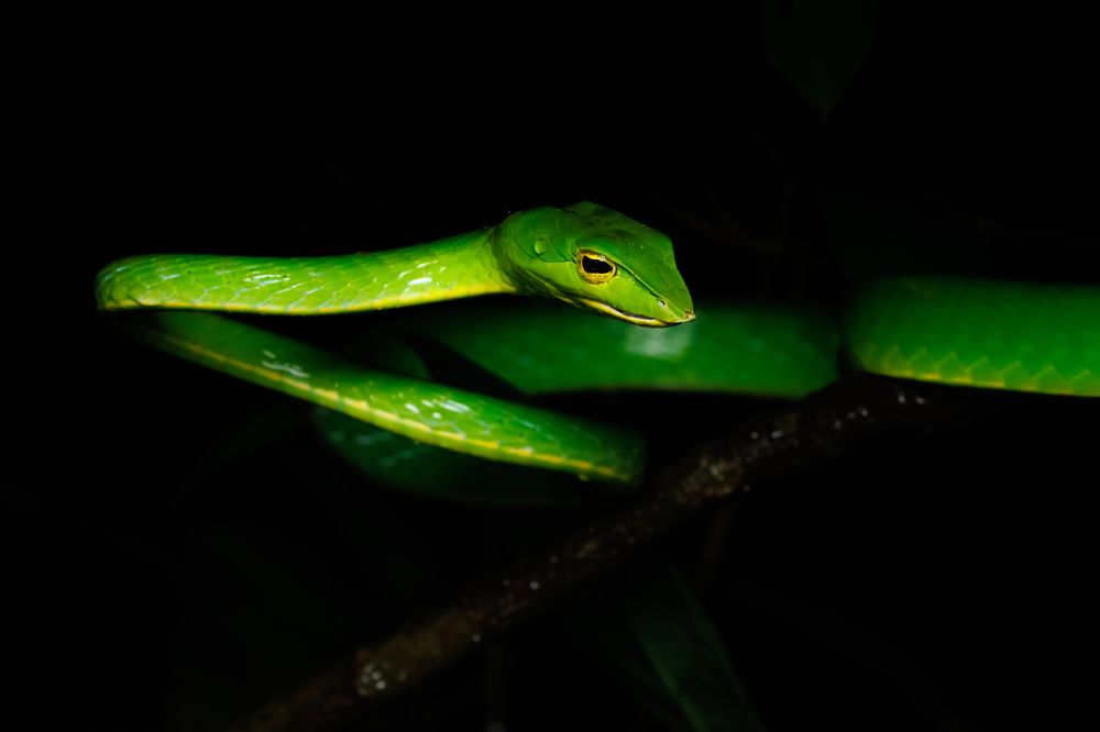 Фотография автора Rajath Sasidharan