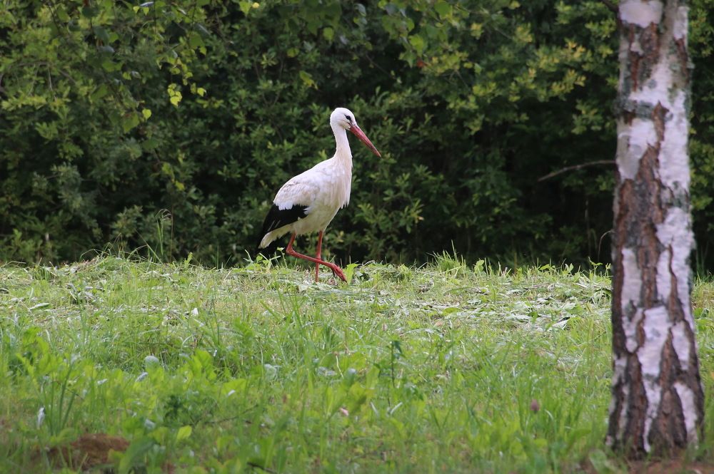 Photograph by Юрий Чистяков