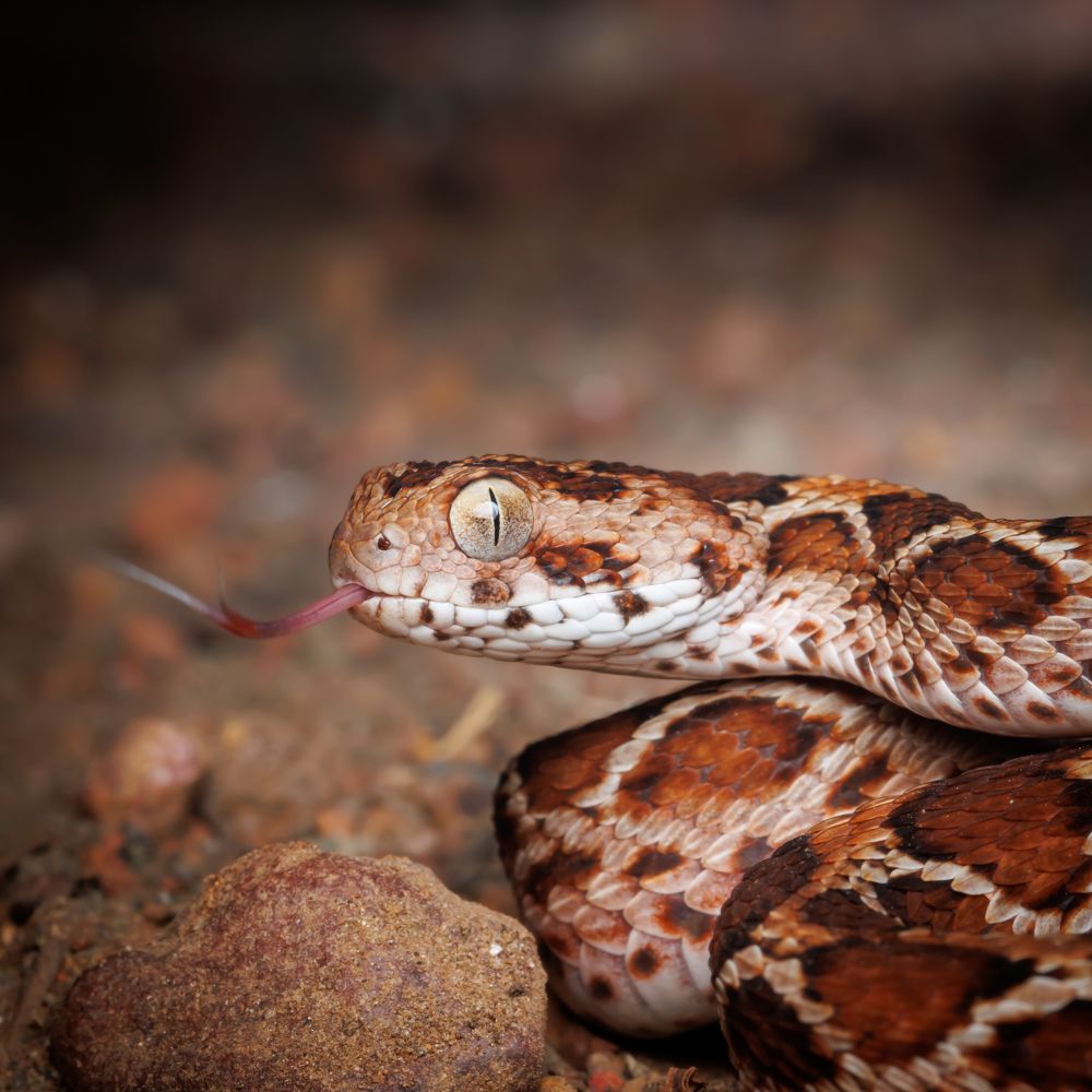 Фотография автора Rajath Sasidharan