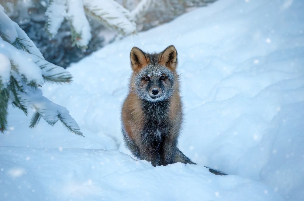 Photograph by Вероника Романенко