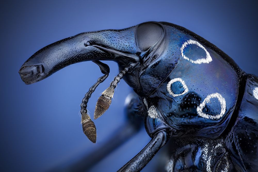 Alcidodes ocellatus [Philippines]