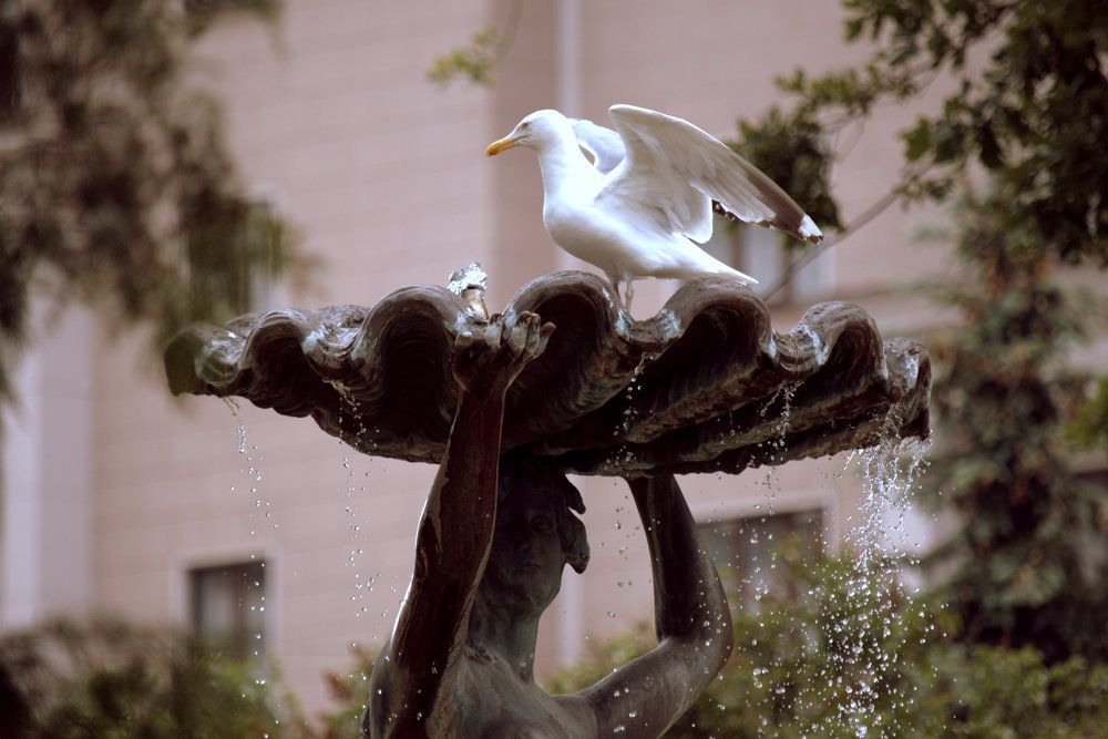 Нимфа и Чайка / Nymph and Seagull