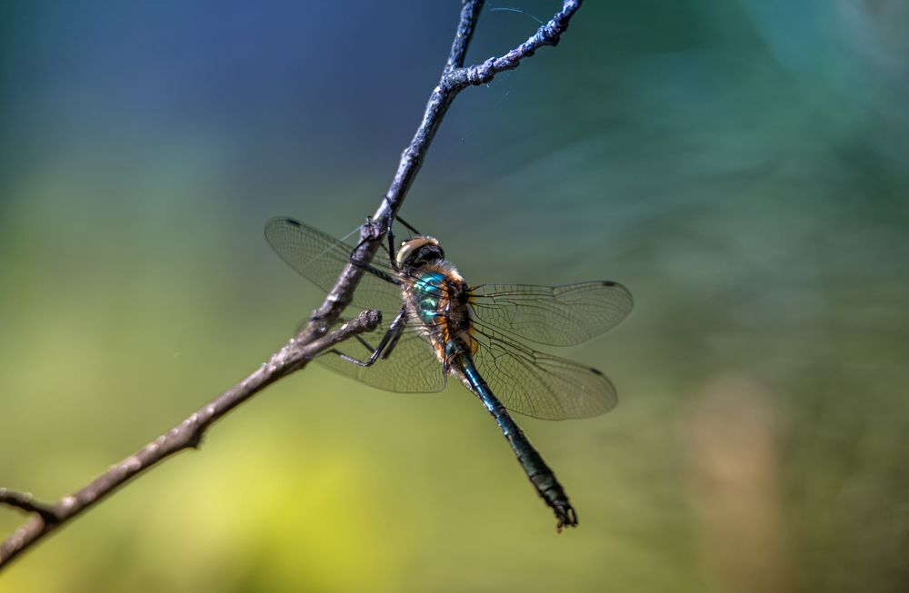 Photograph by Екатерина Волокитина