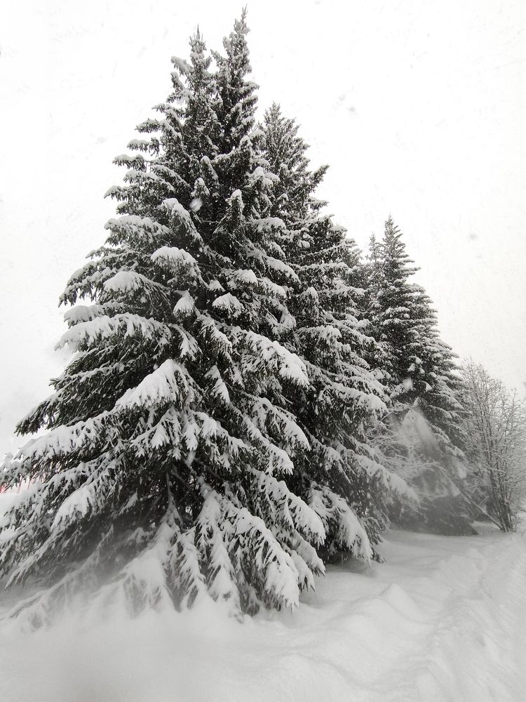 Photo #10071640