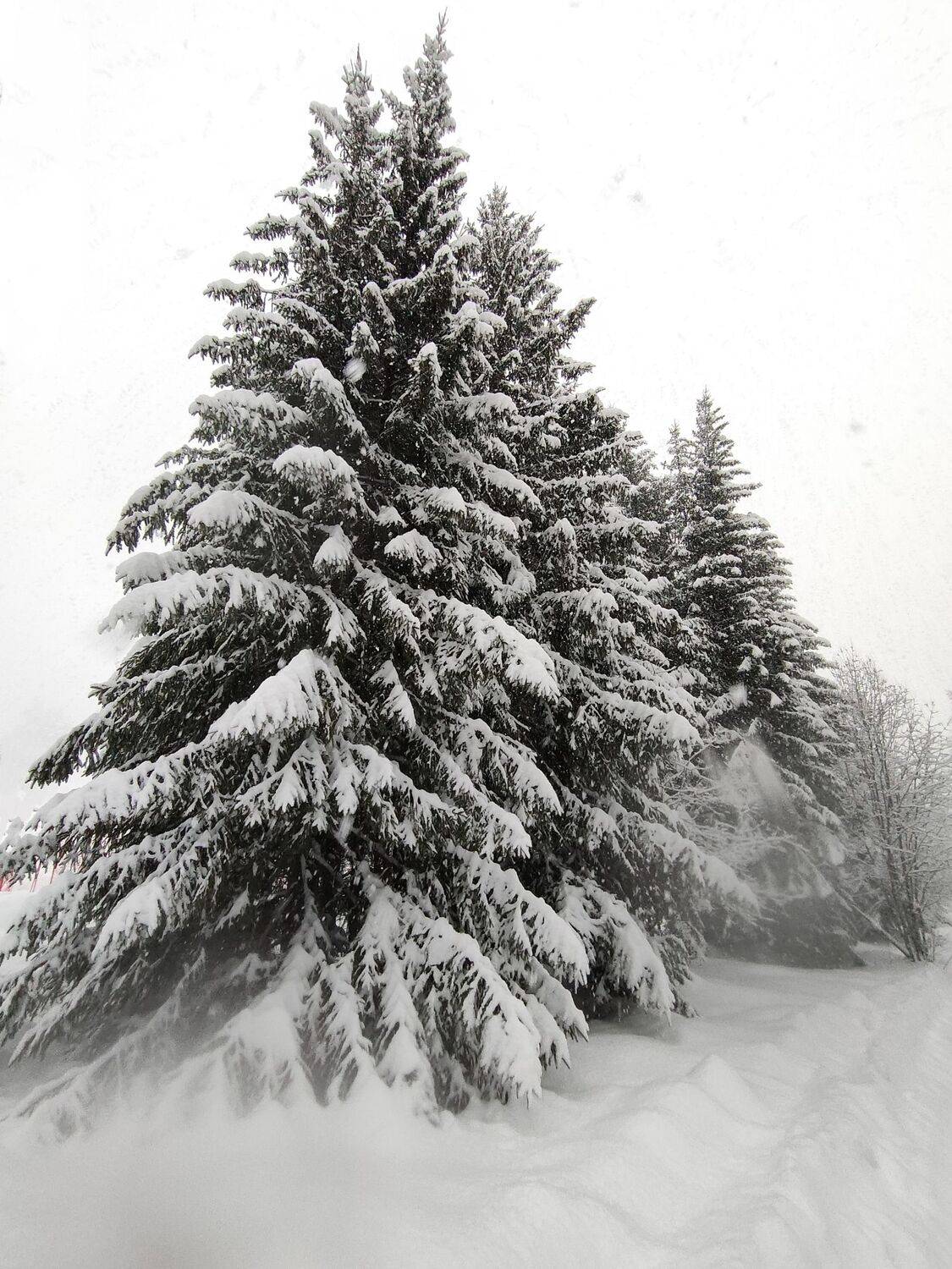 Photo #10071640