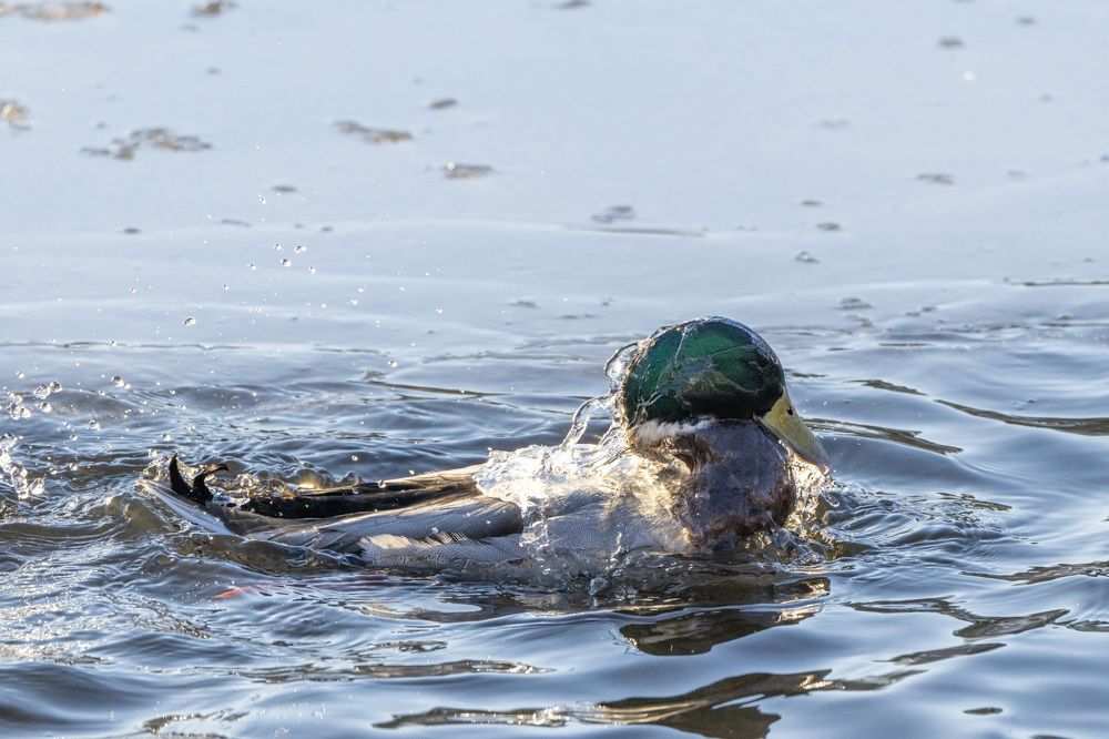 Фотография автора Ruslan Badykov