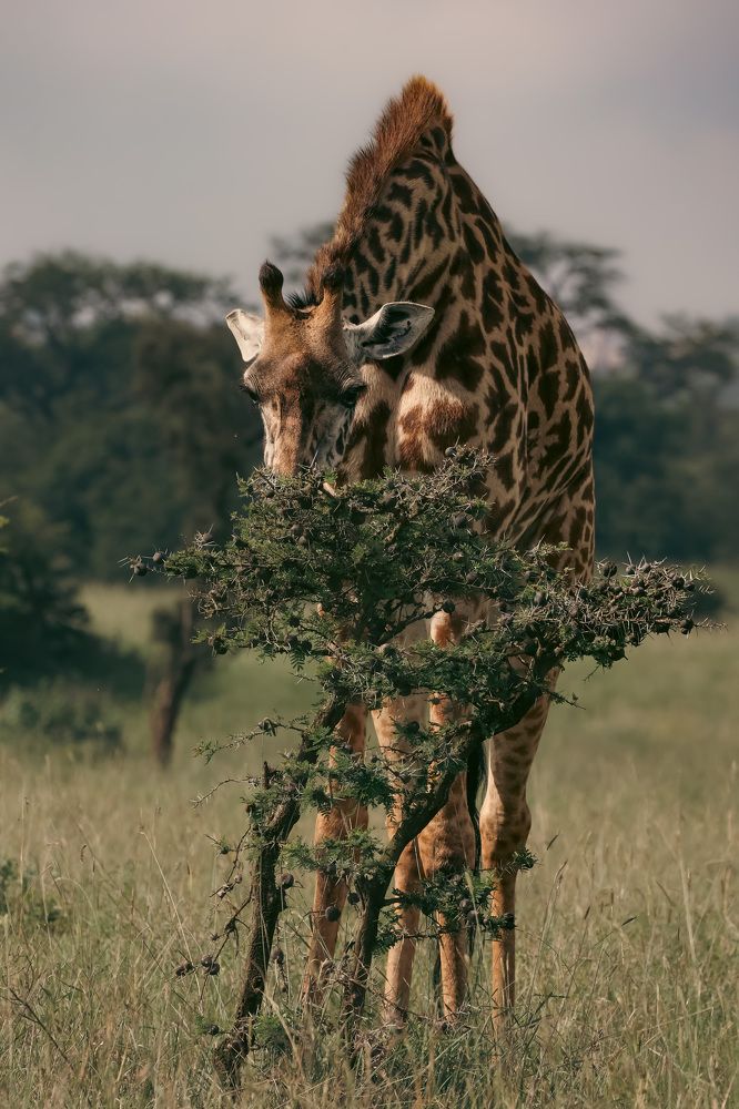 Photograph by Popiyakova Natalia