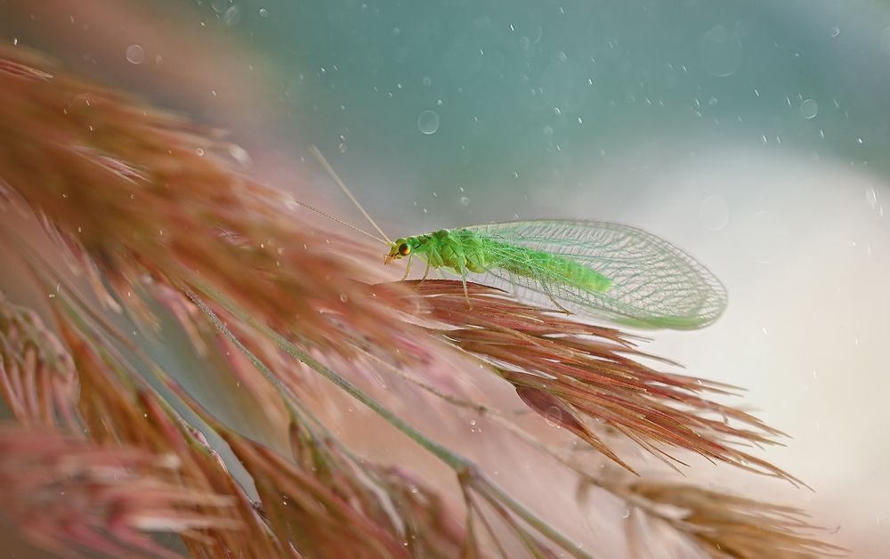 Photograph by S. Dana