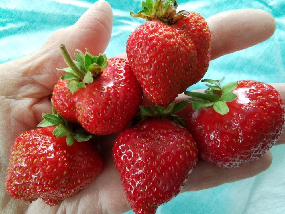 Земляничка.