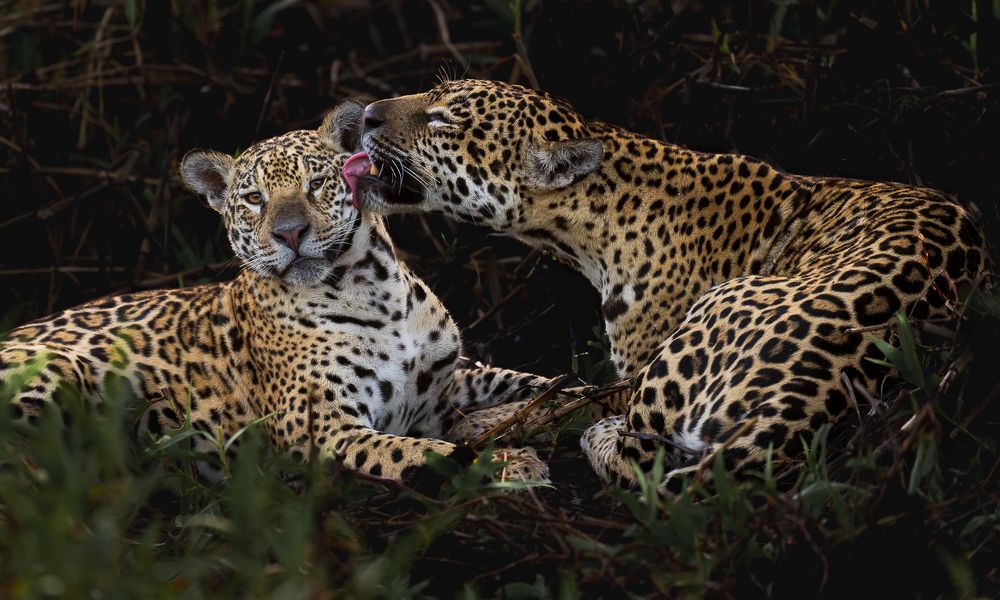 Jaguar Mother and Cub