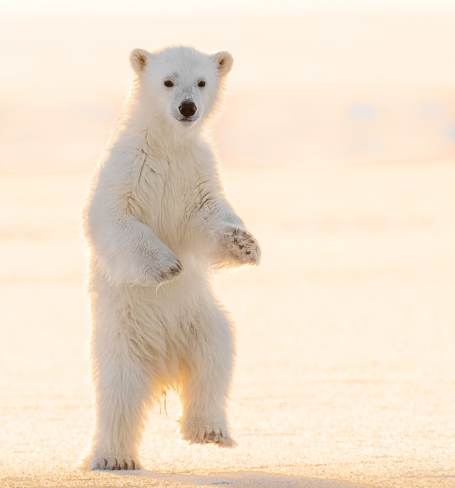Child Clown of the Arctic