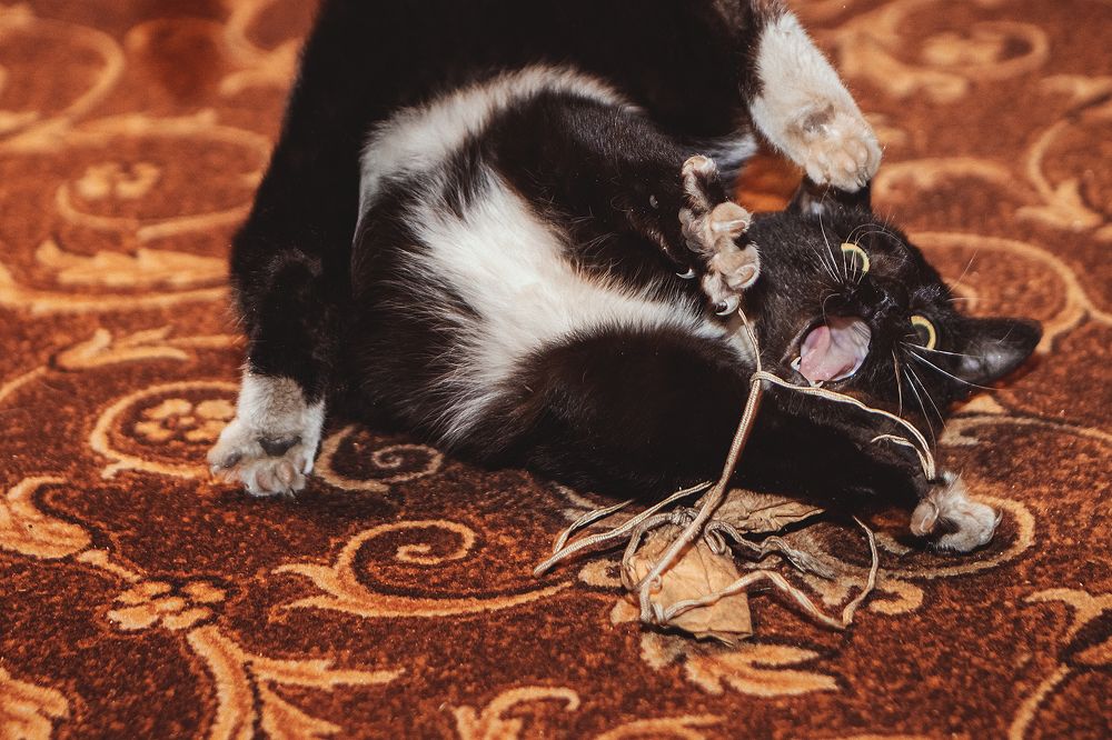 Photograph by Татьяна Нестеренко