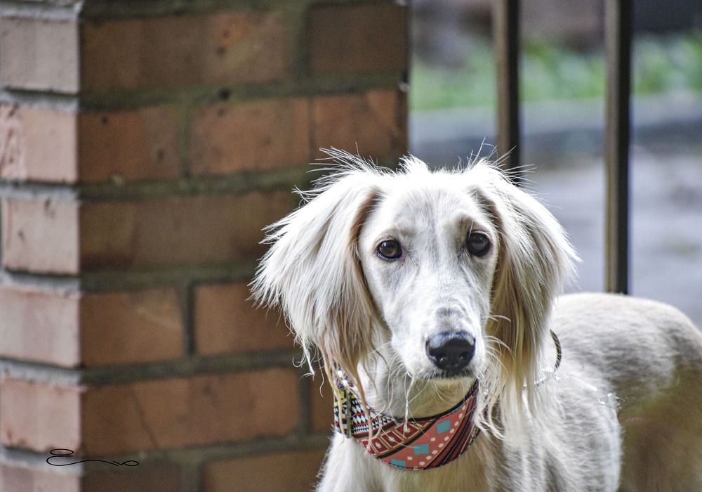 Greyhound dog close up