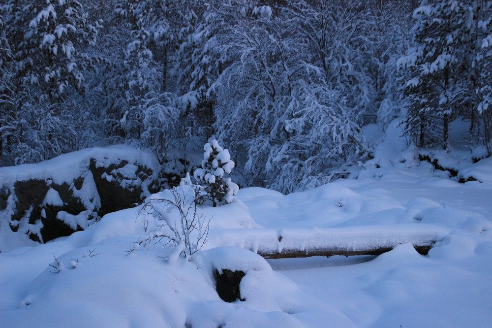 Фотография автора Светлана Терехова