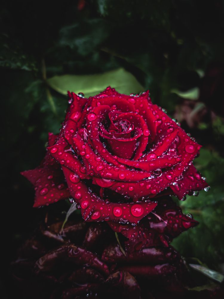 Photograph by Евгений Порсов