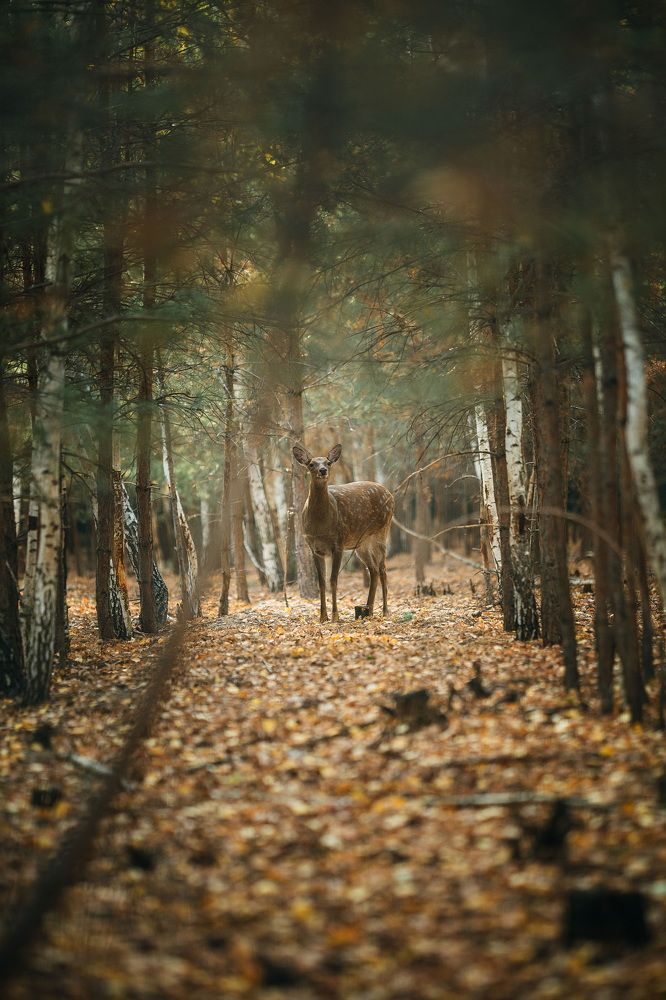 Photograph by Максим Лаптев